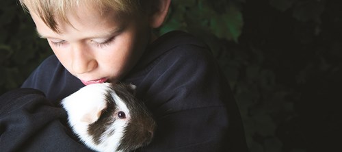 Boy holds a guinea pig close